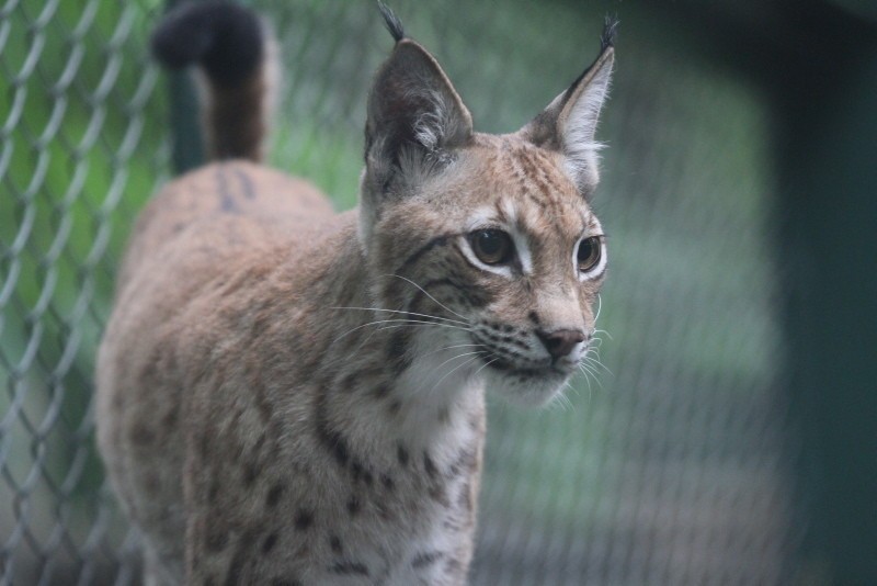 Nowy mieszkaniec łódzkiego ZOO