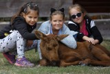 Dzieci z Radomska z Kolorową Lokomotywą w Leśnej Osadzie Edukacyjnej w Kole [ZDJĘCIA]