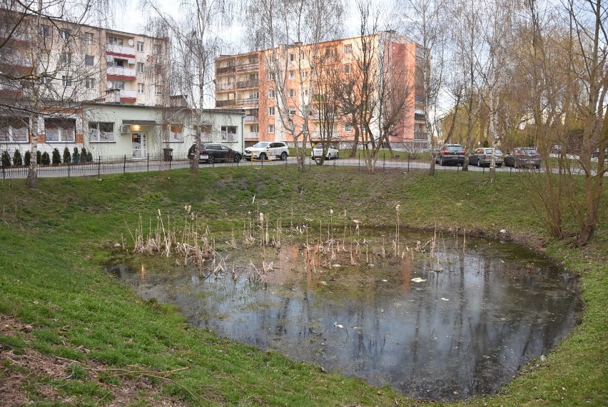 Jeziorko przy ul. Michałowskiego
