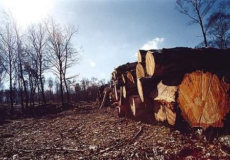 Leśna biomasa to kawałki drewna i ściółki.ZDJĘCIE: ARKADIUSZ GOLA