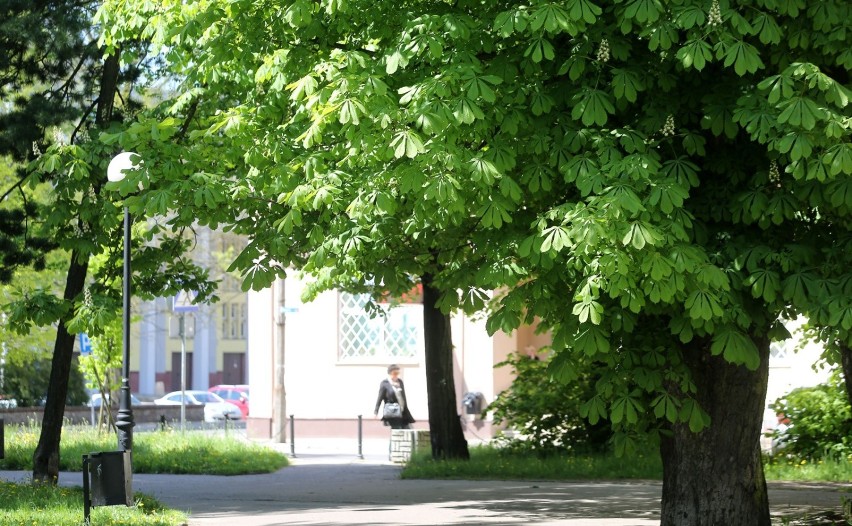 Łódzcy urzędnicy chcą też wystąpić do Państwowej Straży...