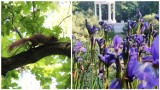 Park Zielona w Dąbrowie Górniczej zaprasza latem. Spokój, mnóstwo zieleni, śpiew ptaków, wiewiórki i młode kaczki czekają 