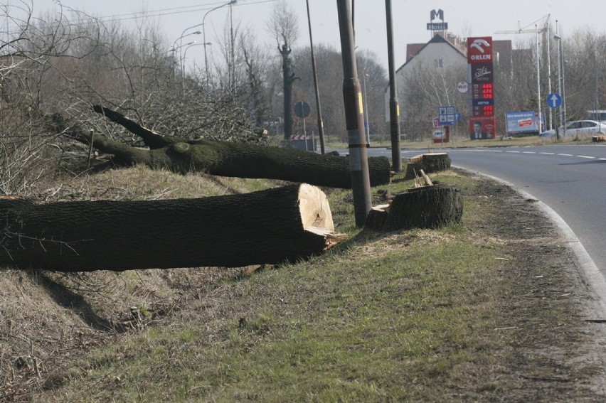 Wycinają drzewa pod drogę S3 (ZDJĘCIA)