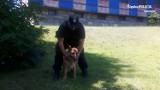 Sara - jedyny pies w śląskiej policji, do wykrywania ludzkich zwłok