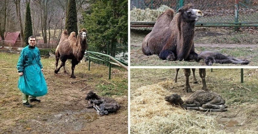 Wybierz imię dla samiczki wielbłąda. Konkurs Gdańskiego Ogrodu Zoologicznego