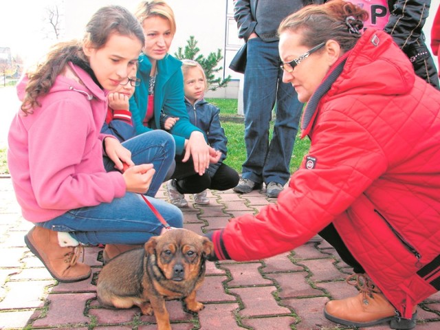 Akcje adopcji psów cieszą się zainteresowaniem wśród sądeczan. Bezpańskich zwierząt jest dużo, a miasto nie ma własnego schroniska. Bezdomne psy z Nowego Sącza trafiają do Nowego Targu