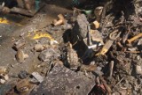 Świecie. Na terenie Mondi znaleziono granat z czasów II wojny światowej