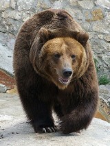 Zakopane: Dziesięciolatka ze szkoły szła, a za nią niedźwiedź