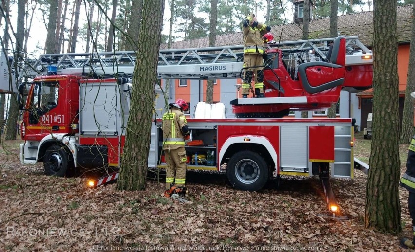 Gmina Rakoniewice: Strażacy interweniowali w związku z pochylonymi drzewami! [ZDJĘCIA]