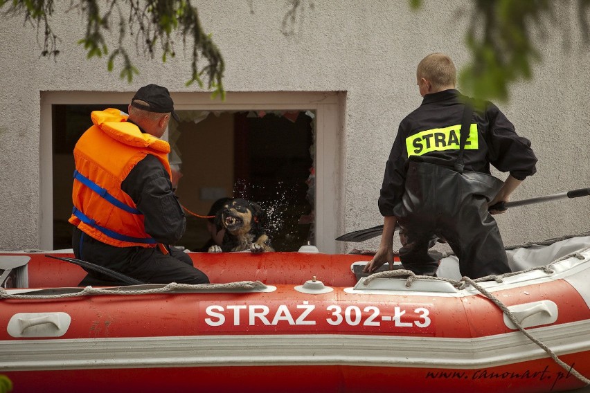 Akcja ratowania psa, pozostawionego w zatopionym domu. Fot....