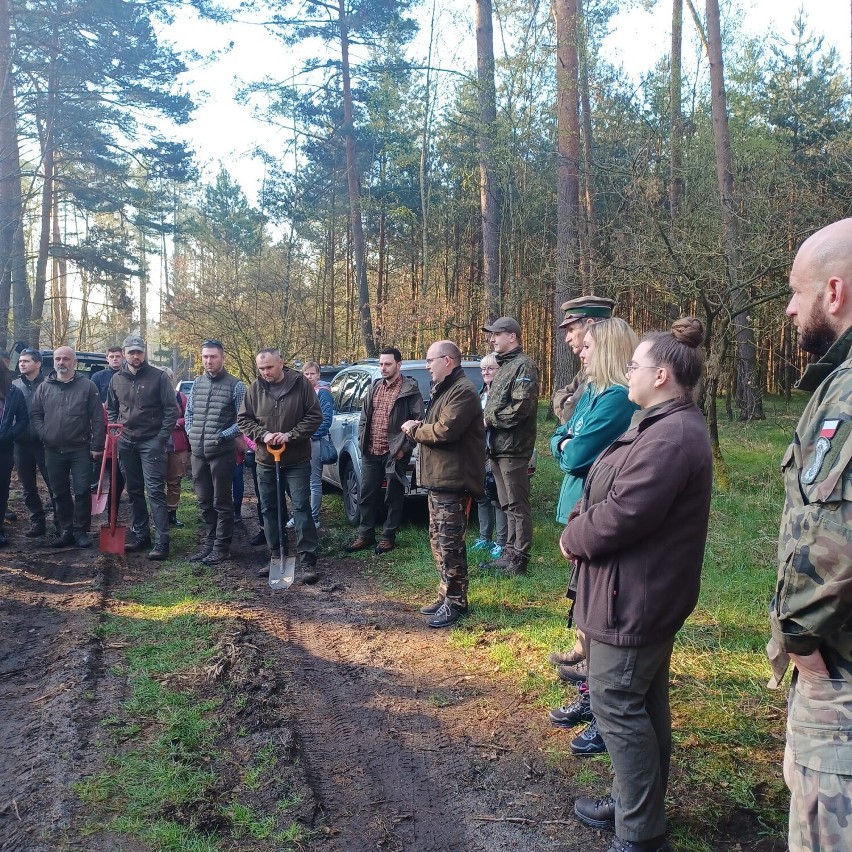 Leśnicy z Głogowa posadzili blisko 5500 drzew w okolicach Dużej Wólki