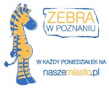 Zebra w Poznaniu - Masz ćmika? [KOMIKS]