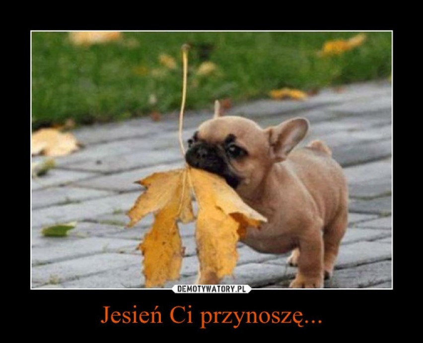 Pierwszy dzień jesieni 2019 - przygotowani? [MEMY]