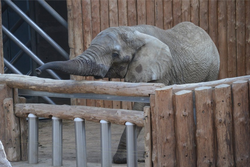 Osiemnastka słonia Ninio

Nowe Zoo Poznań Official...