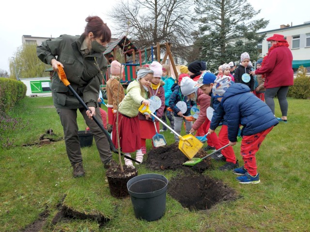 Przedszkolaki z Przedszkola nr 4 w Międzychodzie posadziły na przedszkolnym podwórku dwa klony - "Teodora" i "Bogdana" (29.04.2021).