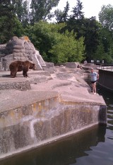 Wszedł na wybieg dla niedźwiedzi w warszawskim zoo, żeby zrobić sobie zdjęcie