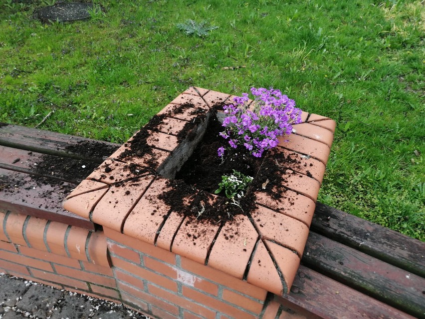 Malbork. Kwiaty w mieście nie mają szczęścia. W piątek kolejne klomby zostały okradzione z sadzonek, co wywołało oburzenie przechodniów