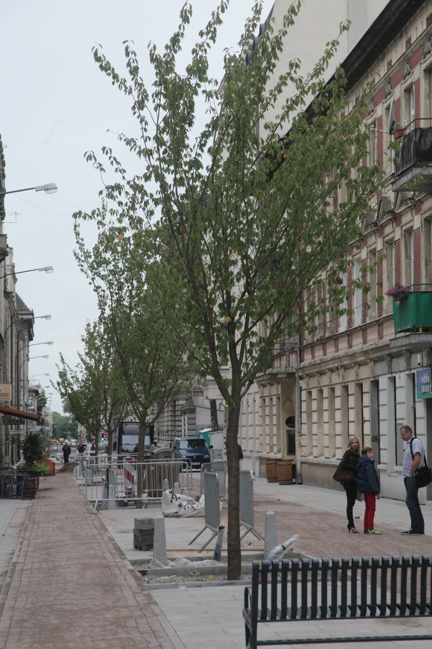 Szpaler dużych wiśni jest główną ozdobą pierwszego łódzkiego...