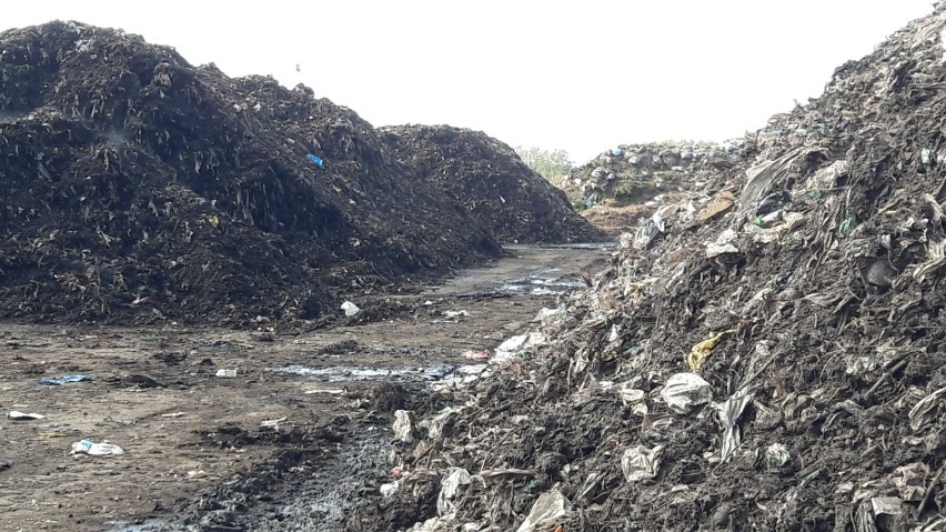 Ekologia: odpady bio i zielone. Wbrew pozorom to nie jest to samo!