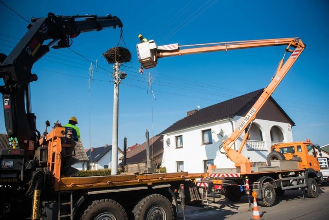 Sezon jesienno-zimowy jest dla ekip spółki Tauron Dystrybucja okazją do przeglądu bocianich gniazd znajdujących się na słupach energetycznych w tym na terenie powiatu oświęcimskiego