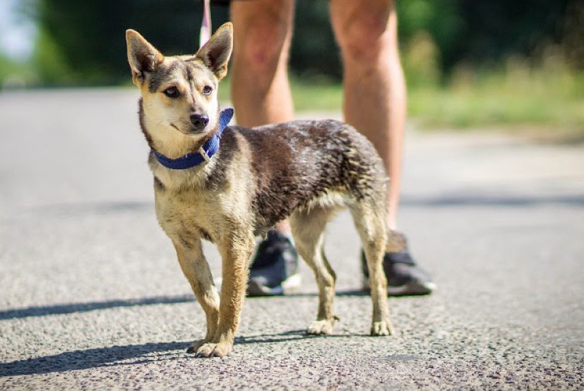 Nie kupuj, adoptuj: Minzi, Bafi, Bura i Hera