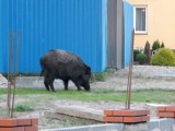 Dziki przestały bać się ludzi, coraz częściej żyją w miastach, także w Kujawsko-Pomorskiem. Czy są groźne?