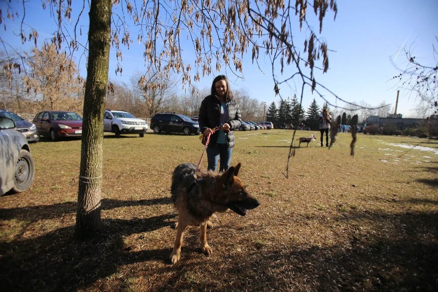 Z okazji Międzynarodowego Dnia Kota w katowickim schronisku...