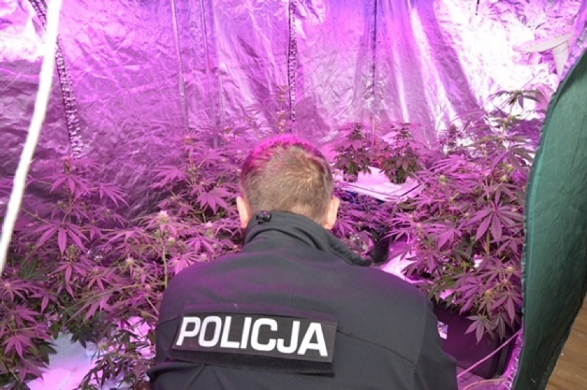 Gmina Cewice. Policja z Lęborka i Kartuz zlikwidowała plantację marihuany ZDJĘCIA