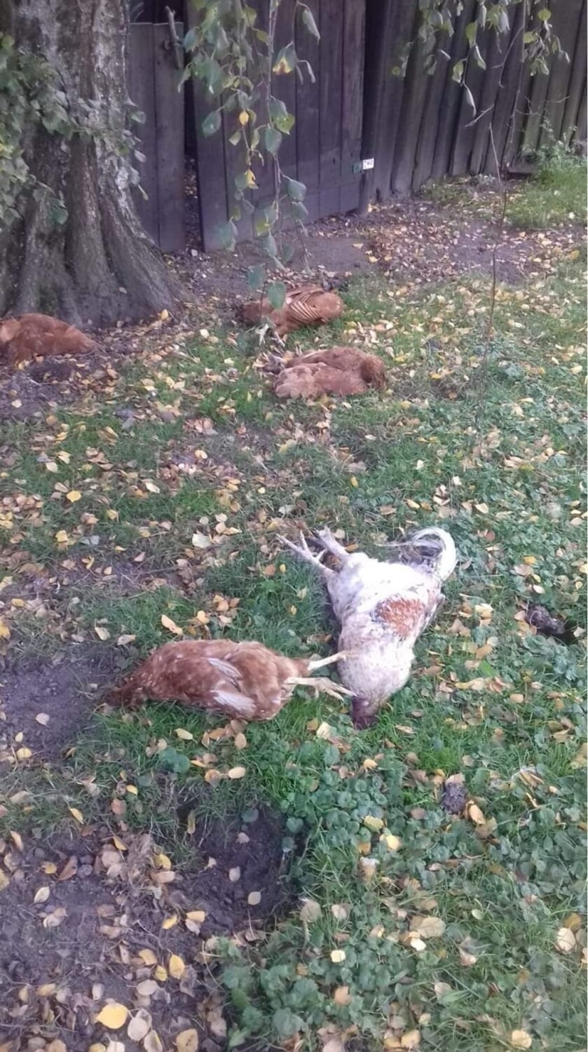 Pleszew. Kuriozalna sytuacja w Bronowie. Nastały czasy, że...