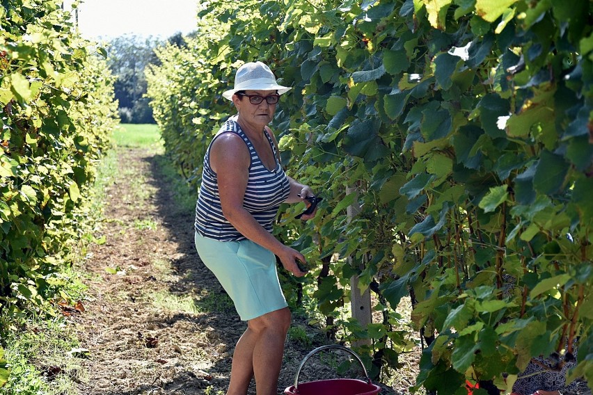 Bystra. Winnica Bucze przyciąga amatorów dobrego wina. Właśnie zaczęły się tam winogronowe żniwa. Potrwają kilka dni
