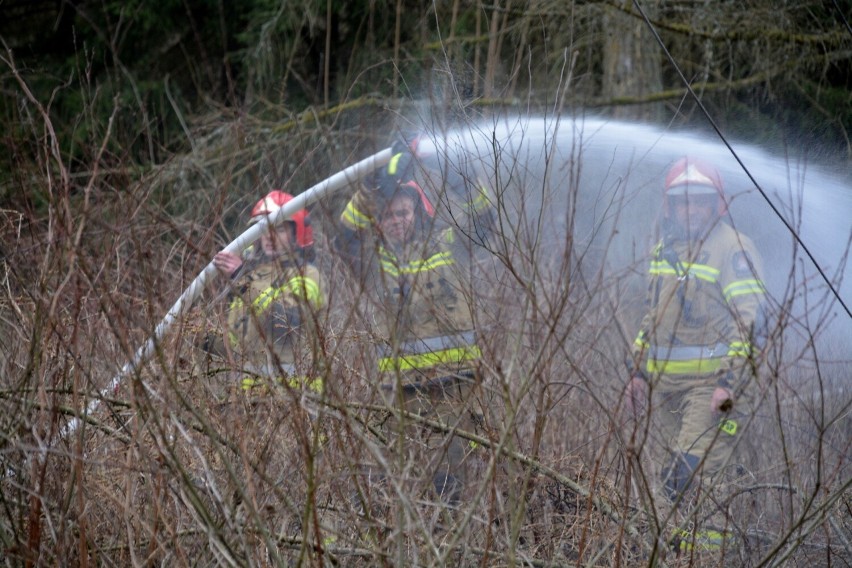 W akcji gaszenia pożaru lasu w Sikorzu brało udział sześć...