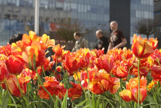 Plac Kwiatowy w Katowicach to tu będą odbywały się otwarte plenery malarskie