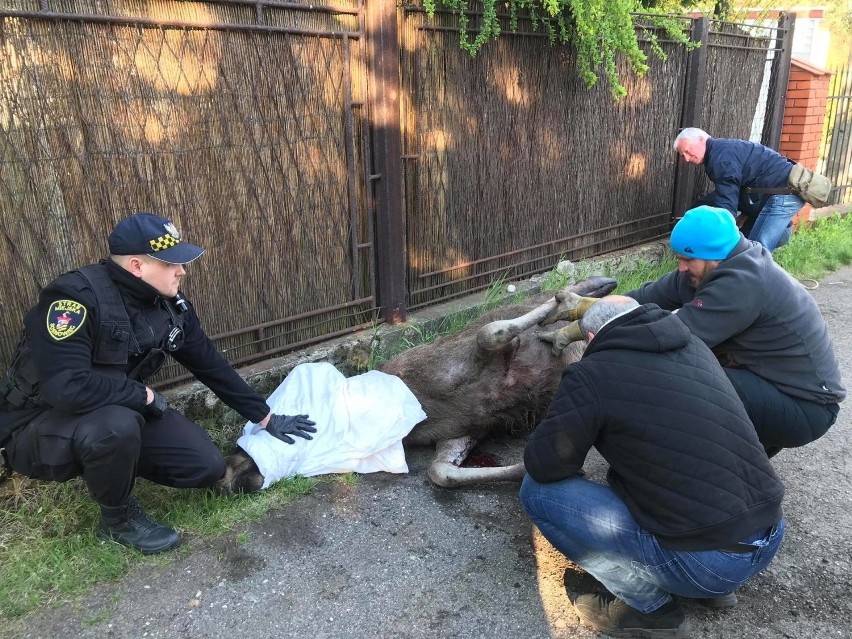 Interwencje o pomoc dzikim zwierzętom w Sosnowcu możemy...