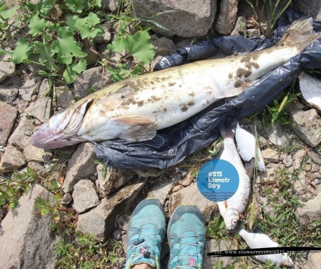 Do tej pory na odcinku od Katowic do Gryfina zebrano ponad 28 ton martwej ryby