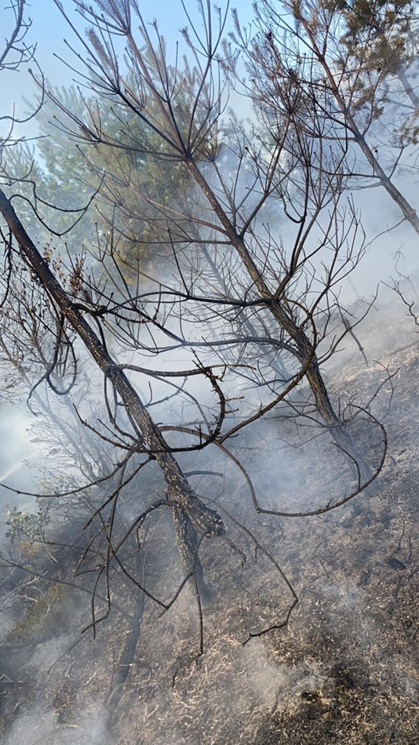 Ochotnicy gasili las między Chełstowem a Ostrowiną