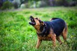 Konfrontacja z agresywnym psem. Dowiedz się, jak właściwe reagować, aby wyjść z niej cało