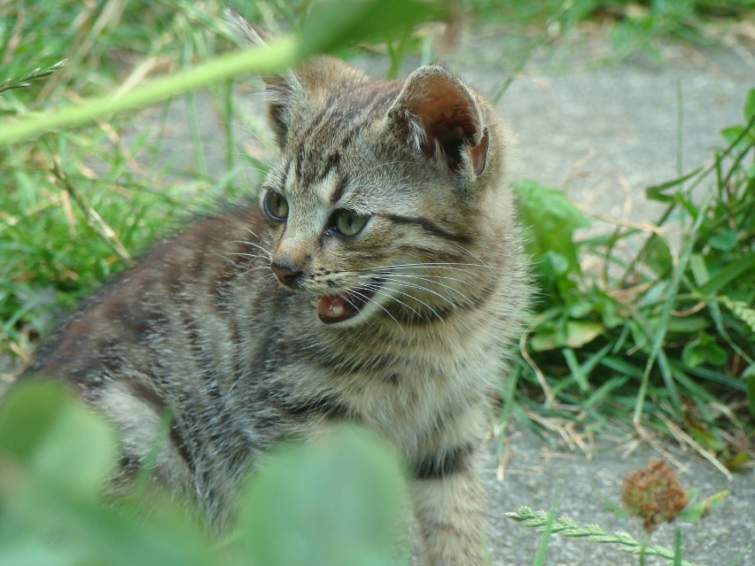 Adopcje kotów Jaworzno. 20 kotów i starszy pan wołają o pomoc!