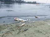 Jezioro w Środzie Wielkopolskiej będzie poddane rekultywacji. Jakie działania będą podjęte i kiedy pojawią się znowu ryby?
