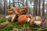 Kto nie powinien jeść grzybów? Osobom z tymi schorzeniami mogą zaszkodzić jesienne dary lasu. Uwaga na seniorów i dzieci! 
