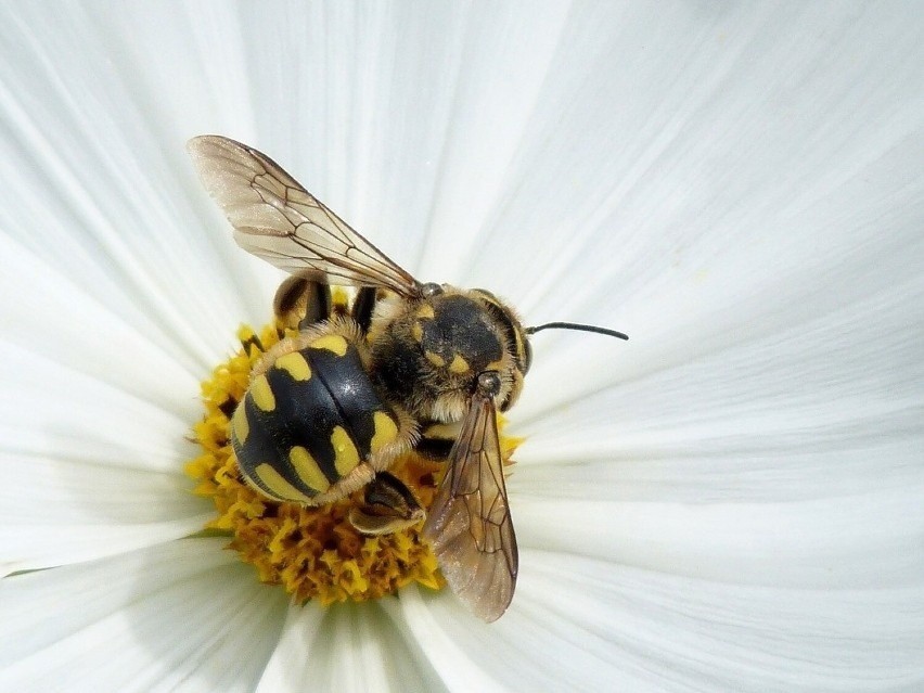 "Siłę" jadu można porównać do jadu os i pszczół, zawiera...