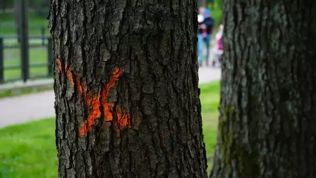 Tak wyglądają "krzyżyki", które namalowano na drzewach w Parku Konstytucji 3 Maja.