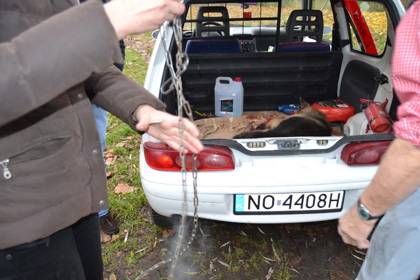 Dopiero, kiedy obie kobiety zajęły się psem zobaczyły, że na...