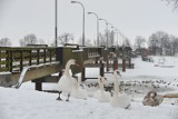 Zima w Malborku i okolicach [ZDJĘCIA]. W XXI wieku czasem jeszcze zdarzały się prawdziwy śnieg i mróz