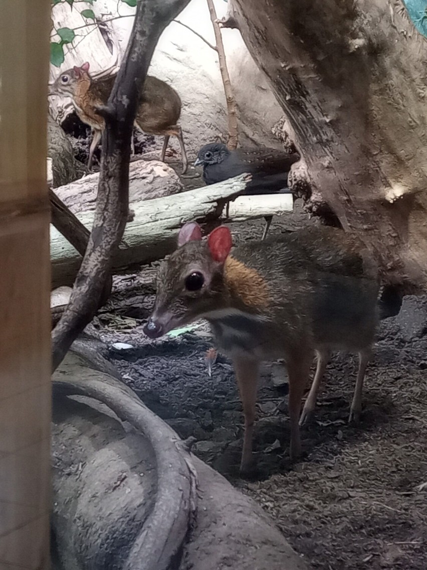 W warszawskim zoo pojawił się drugi myszojeleń. Arnold zyskał partnerkę