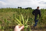 Plantacja konopi pod Sępólnem Krajeńskim. To nie narkobiznes. Zobacz zdjęcia