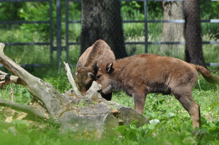14 maja na świecie pojawił się byczek (rodzice Pogaj i Podusta), a 3 czerwca krówka (rodzice Pogaj i Poinsecja II). Młode żubry czekają na imiona