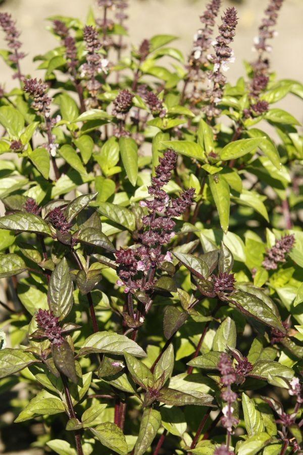 Bazylia (Ocimum basilicum)
Roślina jednoroczna. Znana od...