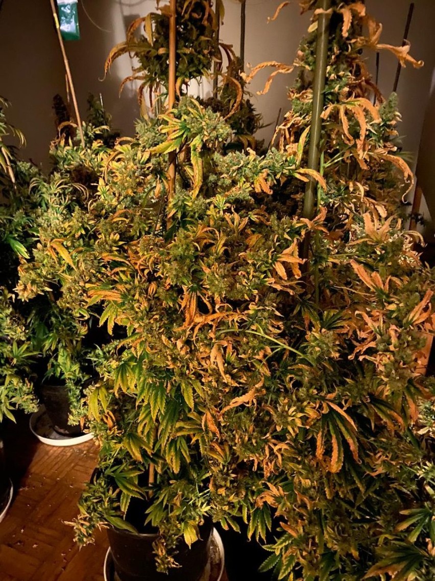 Jelenia Góra: olbrzymia plantacja marihuany! Zobacz ZDJĘCIA!