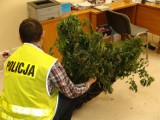 Policjanci ze Zduńskiej Woli zlikwidowali uprawę marihuany [zdjęcia]