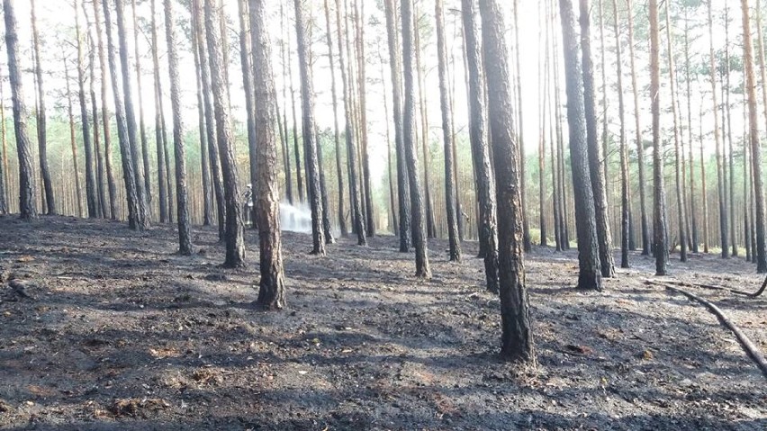 Czarną serię zainaugurował pożar lasu koło Glinnika. To...